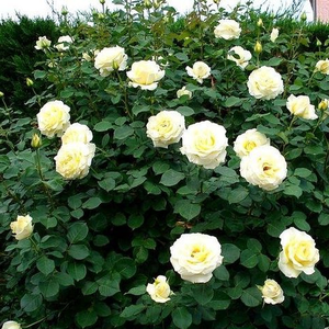 Diskreten vonj vrtnice - Roza - Elina ® - 
